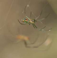 Leucauge