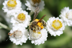 Cnemidandrena