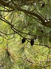 Pinus teocote