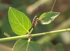 Agrilus pulchellus