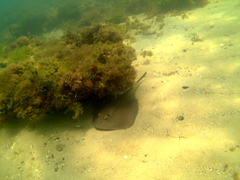 Trygonoptera imitata