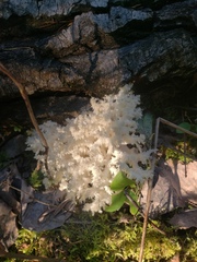 Hericium coralloides