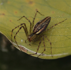 Peucetia rubrolineata