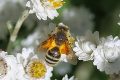 Cnemidandrena
