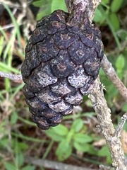Pinus teocote