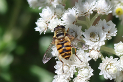 Myathropa florea