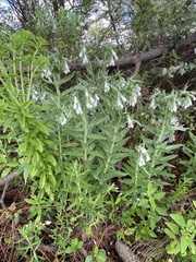 Lithospermum trinervium
