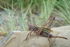 Gampsocleis mikado