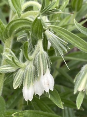 Lithospermum trinervium