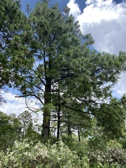 Pinus devoniana