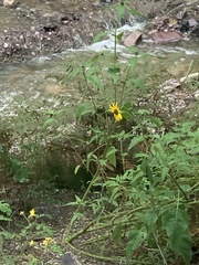 Helianthus petiolaris