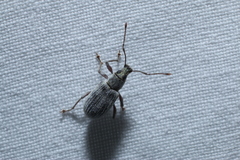 Cyrtepistomus castaneus