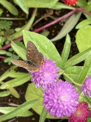 Lycaena phlaeas daimio