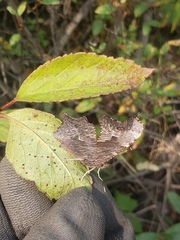Polygonia faunus