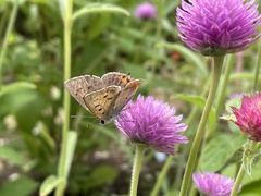 Lycaena phlaeas daimio