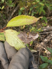 Polygonia faunus