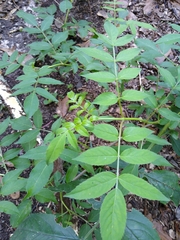 Sambucus canadensis