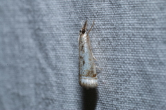 Microcrambus elegans