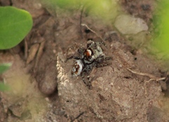 Phidippus comatus