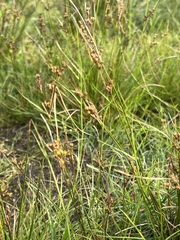 Juncus tenuis