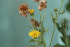 Heterotheca inuloides