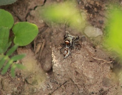 Phidippus comatus