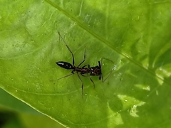Odontomachus simillimus
