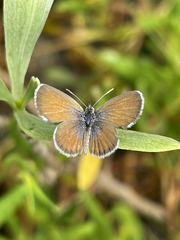 Brephidium exilis exilis