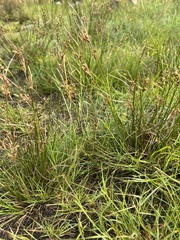 Juncus tenuis