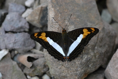 Adelpha phylaca phylaca