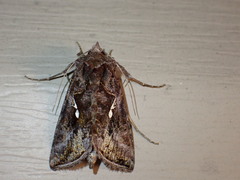 Autographa