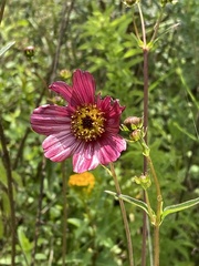 Cosmos scabiosoides