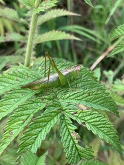 Conocephalus fasciatus