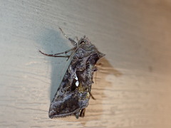 Autographa