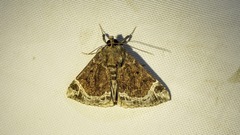 Hypena abalienalis