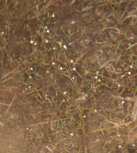 Zigzag Groundsmoke (Gayophytum heterozygum)