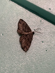 Melanolophia