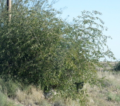 Ziziphus mucronata