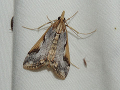 Loxostege albiceralis
