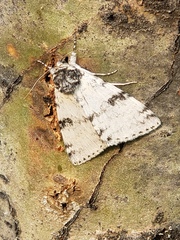 Catocala relicta