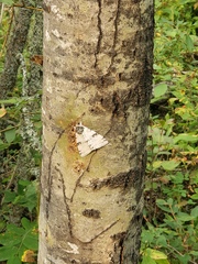 Catocala relicta
