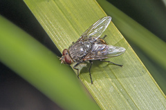 Calliphora hilli