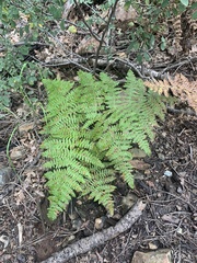 Pteridium aquilinum pubescens