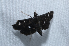 Diathrausta reconditalis