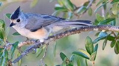 Baeolophus atricristatus