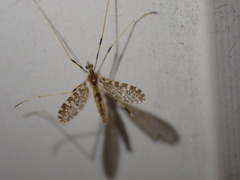 Erioptera caliptera
