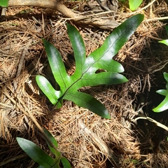 Microsorum pustulatum pustulatum