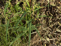 Urochloa arizonica