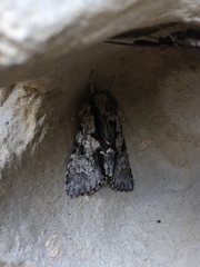 Acronicta funeralis