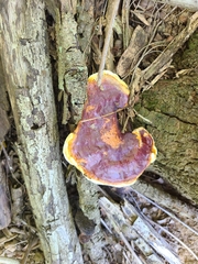 Ganoderma